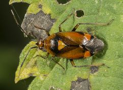 Blomstertæge - Deraeocoris ruber
